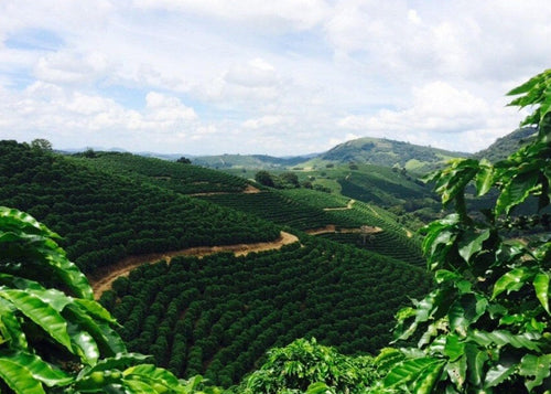 Brazil Cerrado - 100% Arabica Green Coffee Beans 500 grams