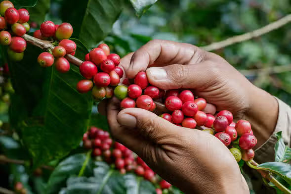 Colombian Medellin 100% Arabica Green Coffee Beans 500 grams