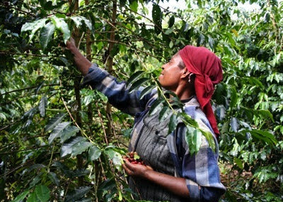 Papua New Guinea Waghi Valley 100% Arabica A Grade Green Coffee Beans 500 grams